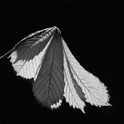 Close-up of leaves against black background