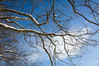 Low angle view of bare tree against blue sky