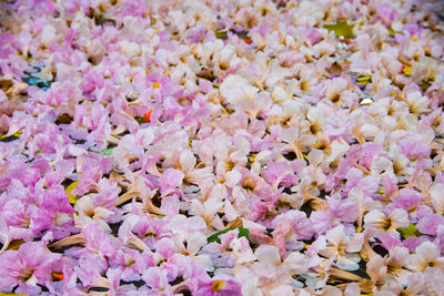 Full frame shot of pink flowers