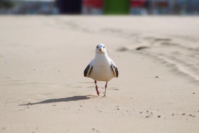 Seagull perching on a sand