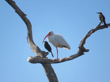 Low angle view of bird perching on branch against sky