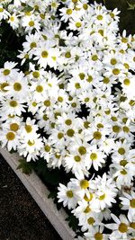 Close-up of yellow flowers