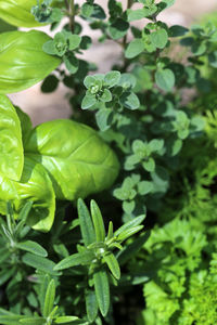 Close-up of fresh green leaves