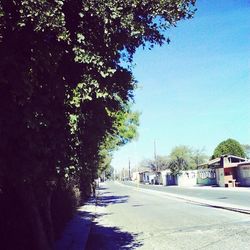 Empty road along trees