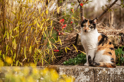 Cat sitting in a garden