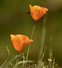 Close-up of insect on orange flower