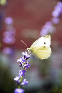 Close-up of butterfly on purple flower