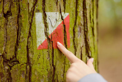 Cropped image of person hand holding maple tree
