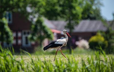 Bird on grass