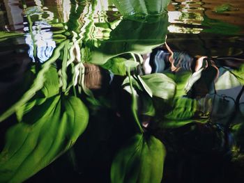 Fresh green plants with reflection in water