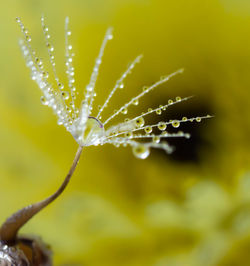 Close-up of water drops on plant