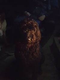 Close-up portrait of dog