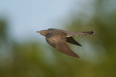 Close-up of bird flying