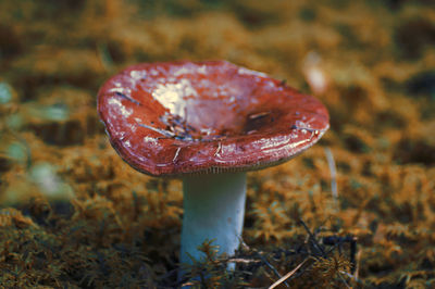 Close-up of fly agaric mushroom on field