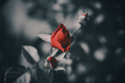 Close-up of red rose