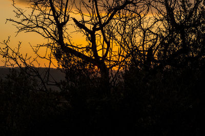 Silhouette of trees at sunset