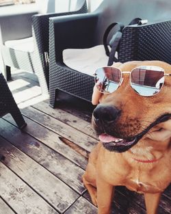 Close-up of dog on sunglasses