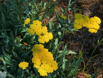 High angle view of yellow flowering plant