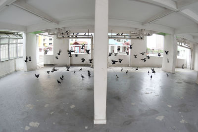 Fish-eye view of pigeons in empty room