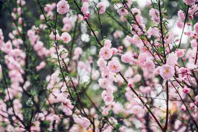 Close-up of pink cherry blossoms in spring