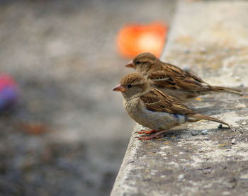 Close-up of bird perching outdoors