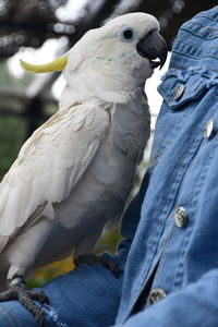 Close-up of bird