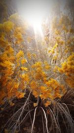 Close-up of yellow flowers on tree during autumn