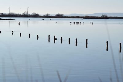 Swans on wooden posts in lake against sky