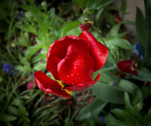 Close-up of red flower