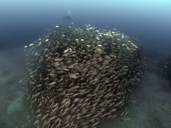 View of fish swimming in sea