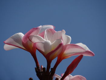 Close-up of pink flower against clear sky