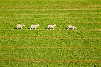 Scenic view of grassy field