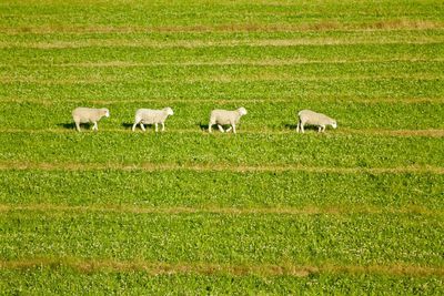 Scenic view of grassy field