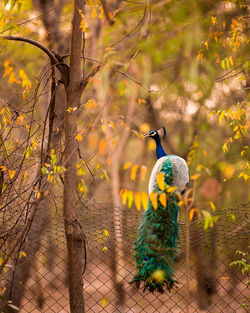 Peacock in forest, evening light