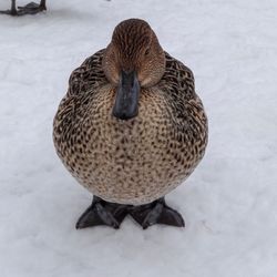 Close-up of a bird on snow covered field