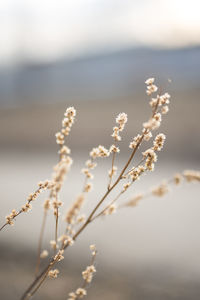 Close-up of flowering plant against blurred background