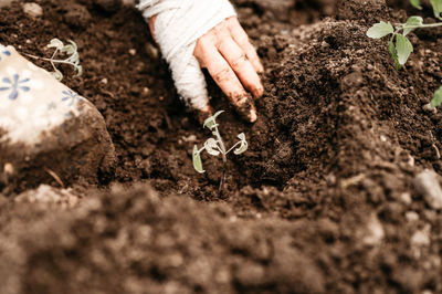 Female hands senior woman planting seedlings sprouts vegetable plant tomatoes in soil in a garden