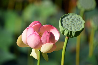 Close-up of pink lotus water lily