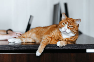 Red cat lays on the computer desk while man is using laptop. freelancer working from home.