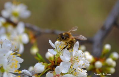 Close-up of bee pollinating on white flower