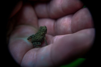 Close-up of a hand holding lizard