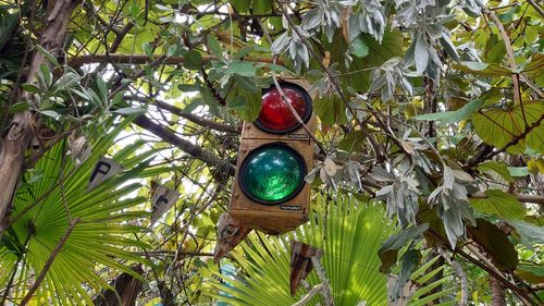 Low angle view of fruits hanging on tree