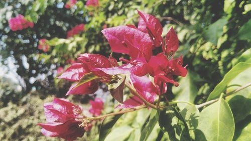 Close-up of pink flowers blooming outdoors