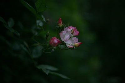 Close-up of pink roses on plant