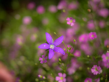 Close-up high angle view of flower against blurred background