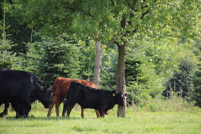 Cows grazing on field