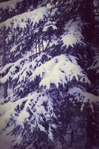 Scenic view of snow covered landscape