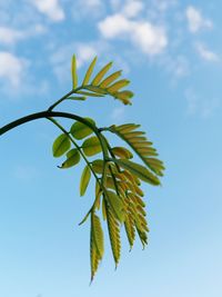 Low angle view of leaves against sky