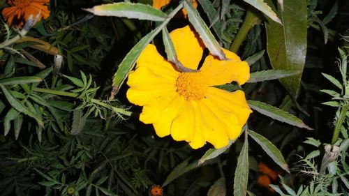 Close-up of yellow flower blooming outdoors