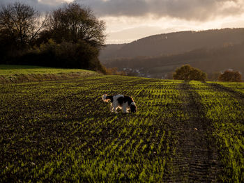 Side view of dog standing on grassy field against sky during sunset